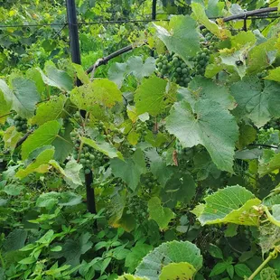 Vines