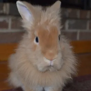 The REAL Ugly Bunny!!