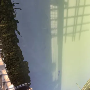 Hard to see the fish but they are huge