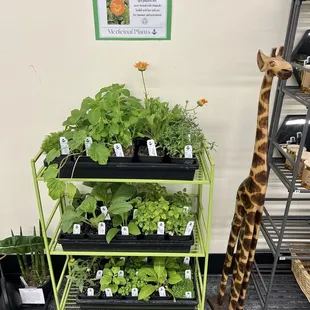 Medicinal plants for sale