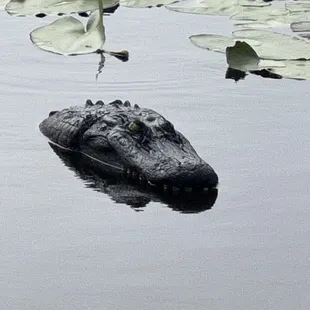 Alligator!