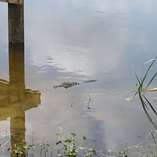 Gator