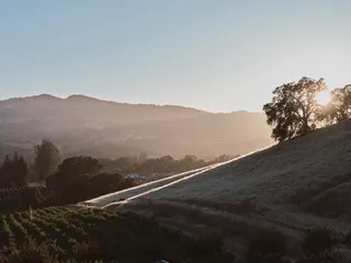 Vezer Family Vineyard