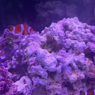 One of the coral I bought (on sale)