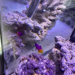 Very active royal gramma!