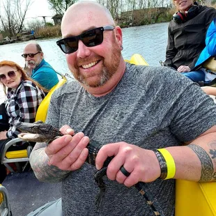 Nibbles the baby gator