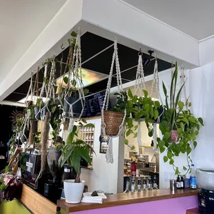 a bar with hanging plants