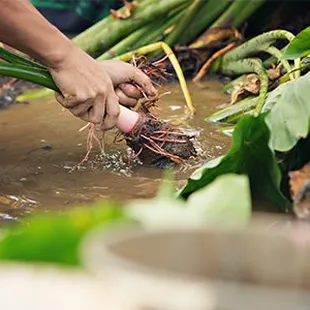 Kalo(Taro)