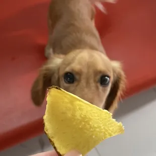  a dog eating a piece of food