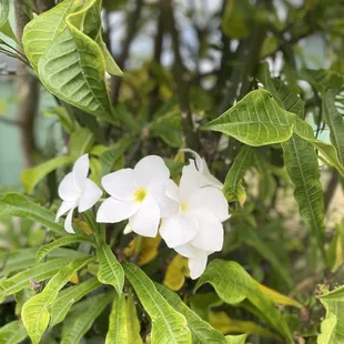 a close up of a white flower