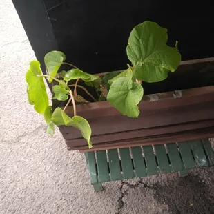 Kava is made from the root of this.