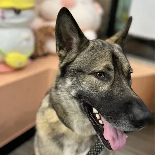 Fluffy next to stuffy