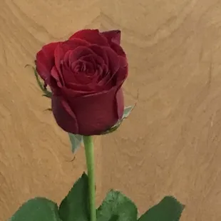 Valentine rose