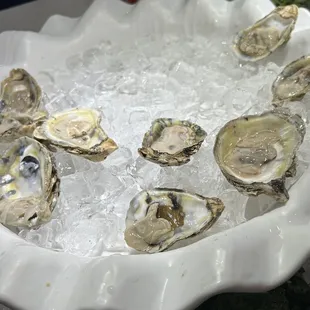 Oysters