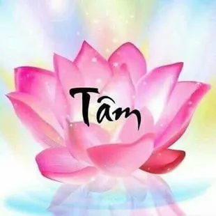 a pink lotus flower