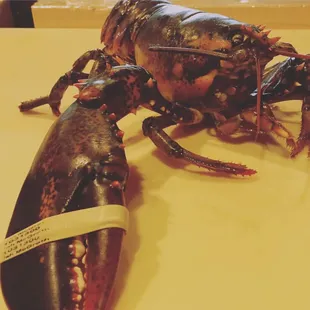 Live Maine Lobster Cooked 3 ways : sashimi, soup, sauté. Serve on the weekend only. Call ahead to order! Market Price. Around 1 1/2 lbs