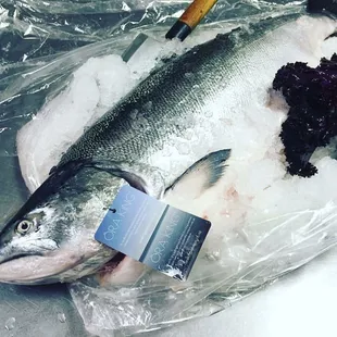 King Salmon about to get cut! #sake #kingsake #sushi #sashimi #nigri #umi COME GET SOME!