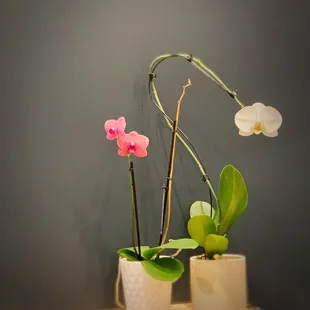 two orchids in vases on a table