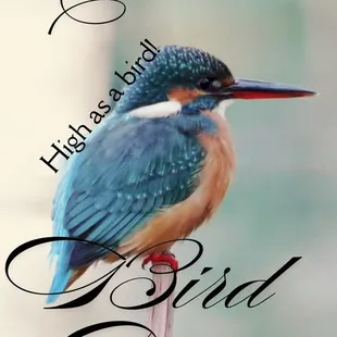 Celebrate National Bird Day by soaring high with Unbeweedable Cannabis!