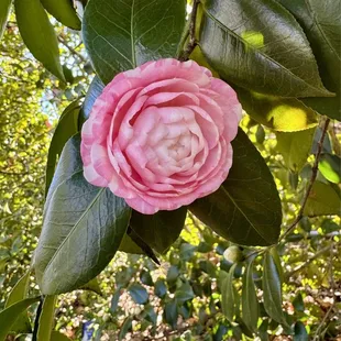 Camellia
