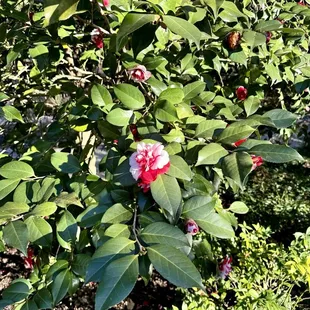 Camellias