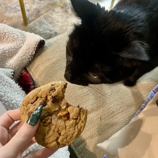 Semi-sweet w/ Walnuts