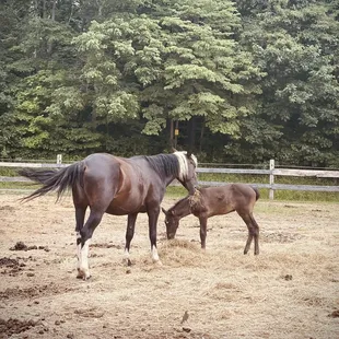 horse and foal