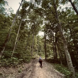 a person riding a horse down a dirt path in the woods