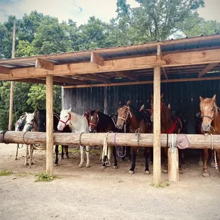 horses lined up in a row