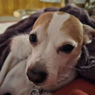 This is Ollie. My little man.