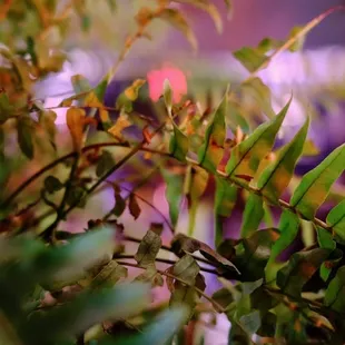 a close up of a plant