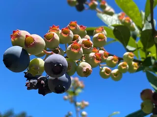 Mill Farm Christmas Trees & Berries