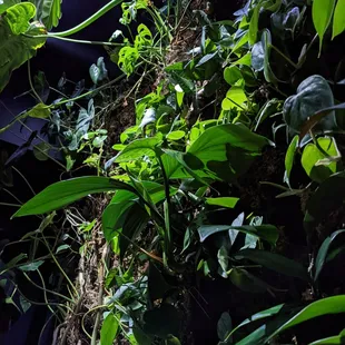 Close up of the plant wall.