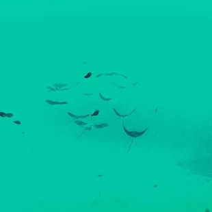 A Fever of about 15 Hawaiin Spotted Eagle Rays!! Great Dive! Mahalo!