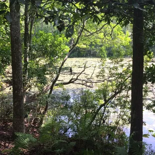 Do you see the bird on the limb?