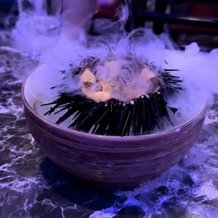 Fresh Sea Urchin