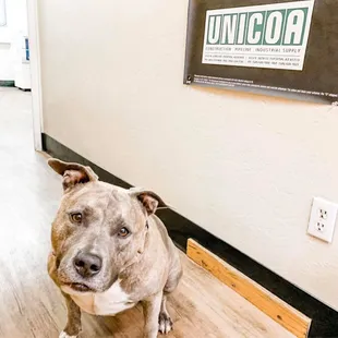 Meet our multiple month winner of 'Employee of the Month' and office mascot, Bailey!