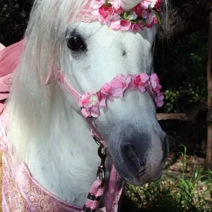 Sugar Plum in Unicorn decor