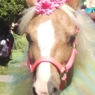 Johnny Be Good in Unicorn decor
