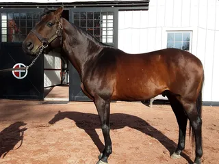 Gainesway