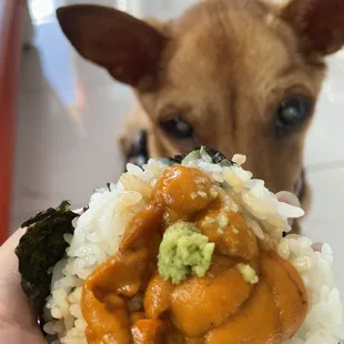 a person holding a piece of sushi with a dog in the background