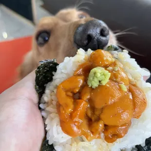 a dog licking a sushi roll