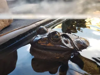 Frenchman's Pub-Richfield