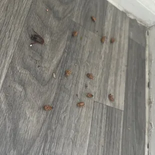 Cockroaches