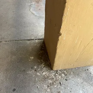 Pigeon feces