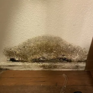 Black mold