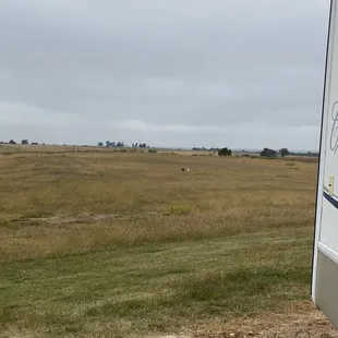 Large field for dogs to run