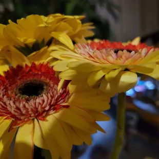 a closeup of two yellow flowers