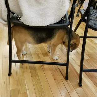 George, the cute resident puppy, stopped into a meeting  to say hi and find a nice person to scratch his back!