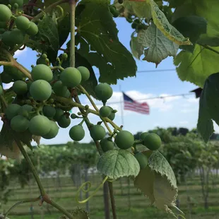 Edelweiss grapes on the vine
